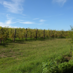 Vigna